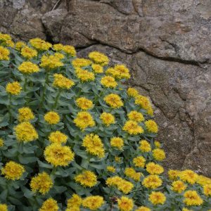 rhodiola rosea pour lutter contre le stress - tuttinutri