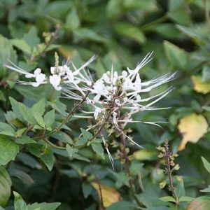 L’orthosiphon - lutter contre la rétention d'eau