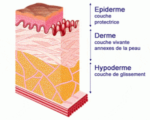 vieillissement cutané schema peau